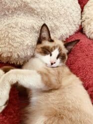 туалет для кошек наполнитель: Сиамская, 6 месяцев, Мальчик, Приучена к лотку, Проглистована — 1