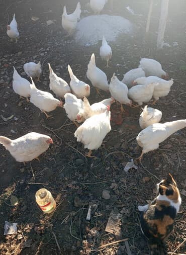 отдам даром вислоухого котенка: Сатам | Тооктор | Үй | Жумуртка туудуруу үчүн — 2