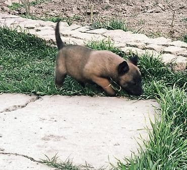 4 5мм: Бельгия овчаркасы, 2 айлык, Ургаачы, Эмделген — 2