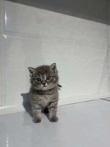 Вязка кошек: Шотландская вислоухая и Шотландская прямоухая Классный подарок на — 4