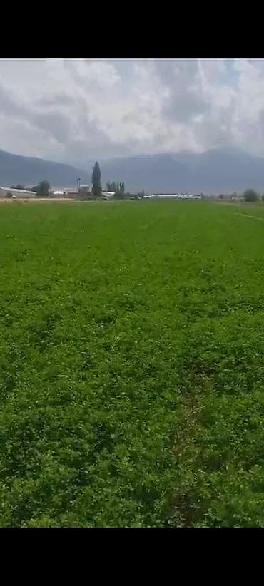 корм для карпа: Семена кормовых растений: Люцерна, Самовывоз, Бесплатная доставка, Платная доставка — 10