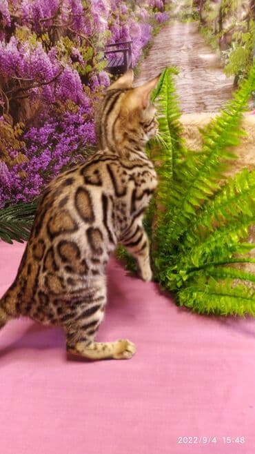 новорожденные котята: Красивейшие Бенгальские котята 3мес девочки и мальчики. Проф питомник — 9