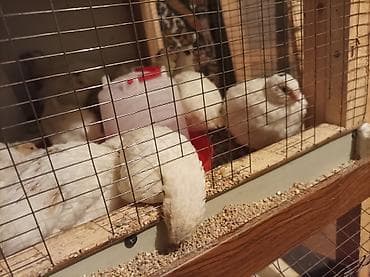 Азык-түлүктөр: Продаю перепелят порода тихас утежаленый яично мясная цена по — 2