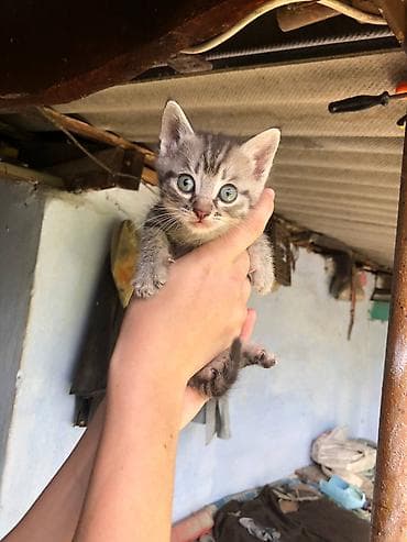 мышы: Отдадим котят в добрые руки бесплатно! Котятам около месяца, возможно — 3