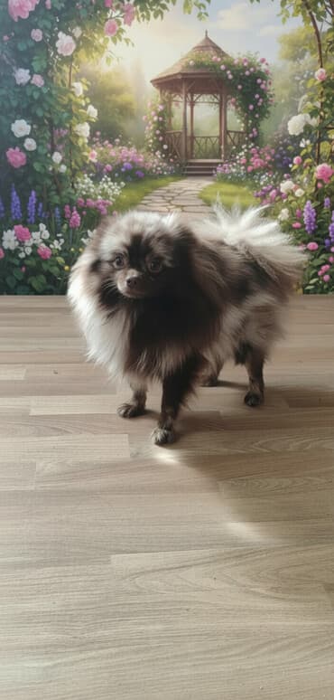 Порода: шпиц (померанский тип), окрас мерль/соболь с выразительной at lalafo.kg Порода: шпиц (померанский тип), окрас мерль/соболь с выразительной