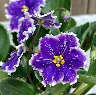 глоксиния гулу: 🌱🌺🌱 Продаю сортовые ДЕТКИ стандартных, трейлерныхмини и полумини — 9