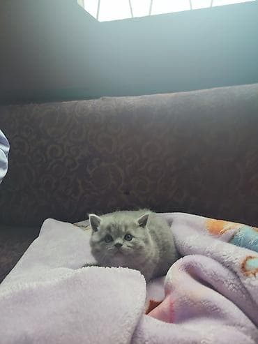 заказать котят: Продаются котята шотландской породы из питомника!!! Дата рождения — 6