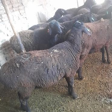 беде кастра: Продаю | Овца (самка) | Для разведения | Матка — 1