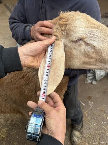 продаю в связи с переездом: Продаю | Баран (самец) | Для разведения | Племенные — 4