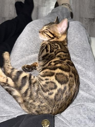 Бенгальская, 8 месяцев, Девочка