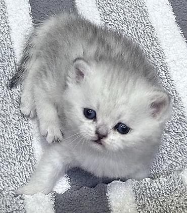 кости: Скотиш Страйт (Шотландская прямоухая), 2 месяца, Мальчик, Серебристая шиншилла, Приучена к лотку — 9