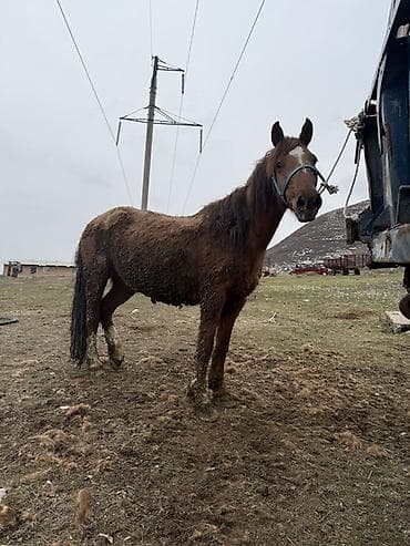 арпа адыра: Сатам | Бээ (ургаачы) | Жумушка — 5