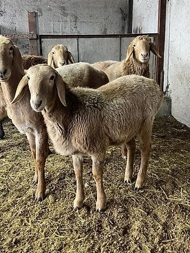 дончак ат: Продаю | Овца (самка) | Эдильбаевская | На забой — 7