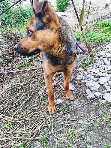 рынок собак в бишкеке: Ротвейлер, 7 месяцев, Самка — 1