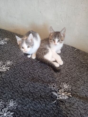 ит мышык: Мышык бекер берилет: Породасыз, 2 айлык, Эркек, Лотокко барууга үйрөтүлгөн — 1