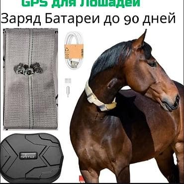 compact flash: GPS-трекер для лошадей (TKSTAR, 4G) - Отслеживание в реальном времени — 1