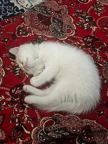 шотландский кошка: Скотиш Страйт (Шотландская прямоухая), 2 месяца, Мальчик, Белый, Приучена к лотку — 2
