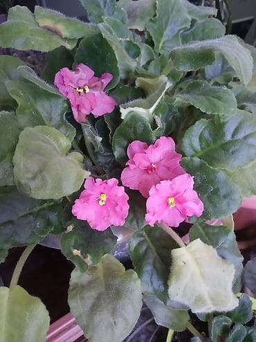 глоксинья: Фиалка 250 сом. Семь кустов в горшке — 1