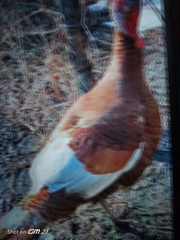 узи для животных цена: Продаю | Индюк (самец) | Для разведения — 2