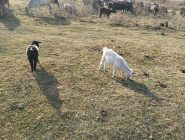 козы дойная: Сатам | Эчки (ургаачы) | Көбөйтүү үчүн — 2