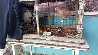 корм для птицы: Пара домашних голубей в вольере. - Породы/масти: один белый голубь — 3