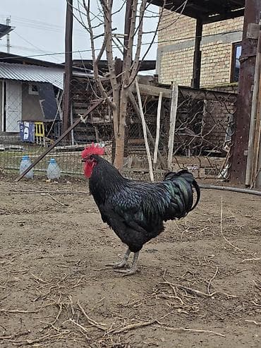 коза заненская: Продаю | Петух | Для разведения — 3