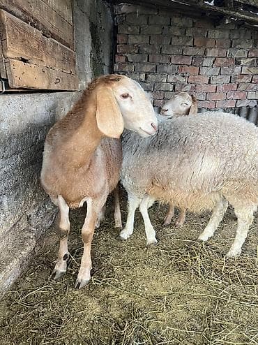 продам ягнят: Продаю | Овца (самка) | Арашан | Для разведения | Племенные — 6