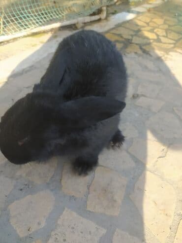 черепаха животные: Кролики декоративные (2 шт.) в вольере
две самка обменяю на самец — 3