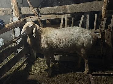 уй сатып алам бишкек: Сатам | Ургаачы кой (ургаачы) | Эдильбай | Көбөйтүү үчүн | Асыл тукумдуу — 2