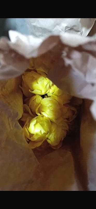 упаковка цветов: Пышный букет тюльпанов с махровыми лепестками. Оттенок — нежно‑розовый — 5