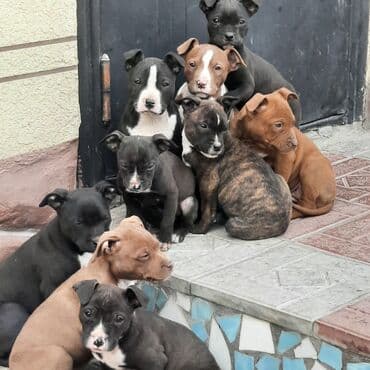 бенгал вязка: Щенки — метисы питбуля/стаффордширского терьера. - Возраст: примерно — 7