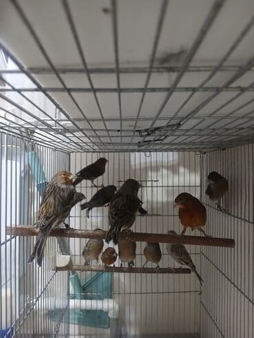 купить несушек курей: Канарейки (разные окрасы) в клетке - Вид: канарейки, несколько особей — 1