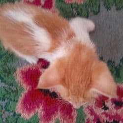 продам домик для кошки: Экзотическая, 2 месяца, Мальчик, Биколор — 3