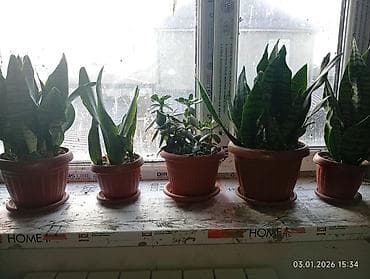 астры цветы: Распродажа комнатных цветов! Сенсевиерии отростки от150с.! в горшках — 6