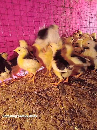 личинка карпа: Продаю | Цыплята | Бройлерная | На забой — 6