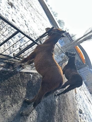 Аквариумы: Продаю | Жеребенок | Для разведения | Племенные — 3