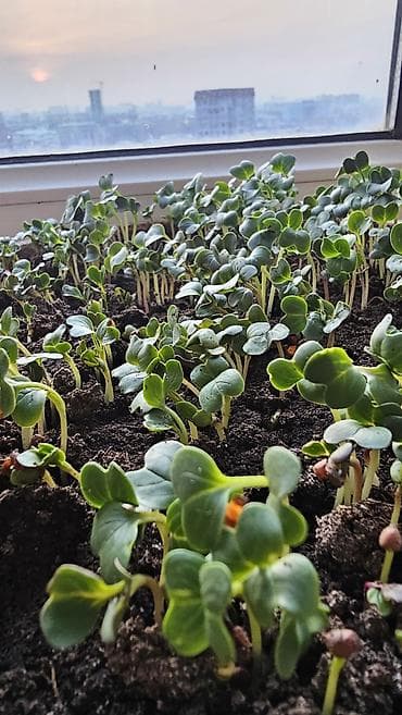 семена хрена: Семена редьки для микрозелени ~1,1 кг Семена чистые, дают дружные — 1