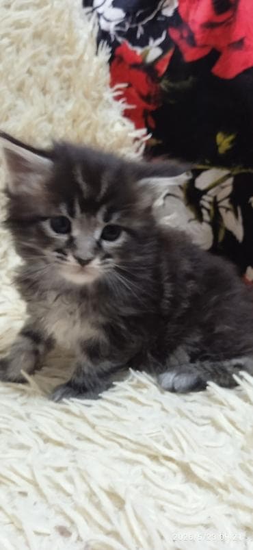 домашние кошки: Мейн-кун, 1 месяц, Девочка, Приучена к лотку — 5
