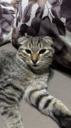 шотландская короткошерстная кошка: Скотиш Фолд (Шотландская вислоухая), 6 месяцев, Мальчик, Приучена к лотку — 4