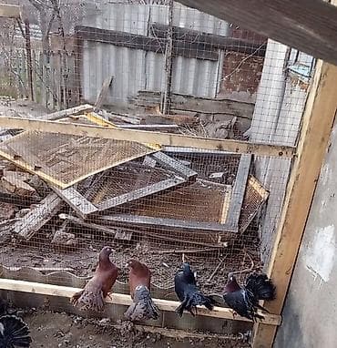 сетка для попугай: Павлины-голуби (декоративные) цена за пару 2500 тыс сом обращаться по — 4