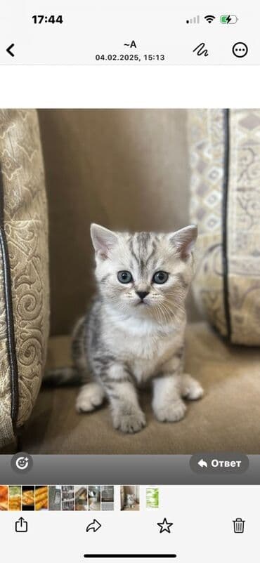 британский вислоухий кот: Британская короткошёрстная, 5 месяцев, Мальчик, Серый, Приучена к лотку, Проглистована, С документами — 1
