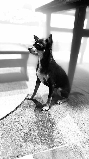 куплю щенков: Предлагаются к бронированию щенки той-терьера. Дата рождения — 3