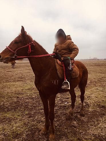 английский жеребец: Продаю | Жеребец — 1