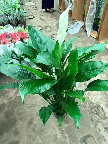 спатифиллюм: Спатифиллум (Spathiphyllum), крупный комнатный цветок с белыми — 1