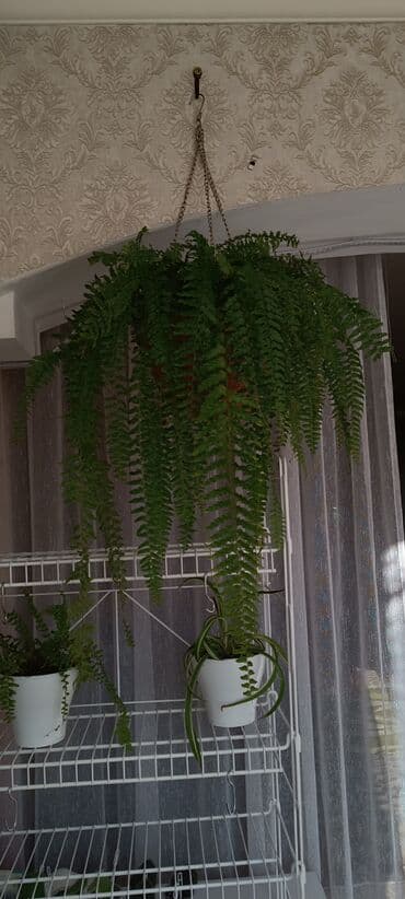 подвесные кресла: Пышный папоротник с густой листвой, подходящий для подвесного — 4
