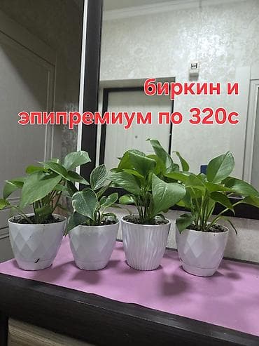 Комнатные растения в горшках. Выбор: - Зигокактус — 3