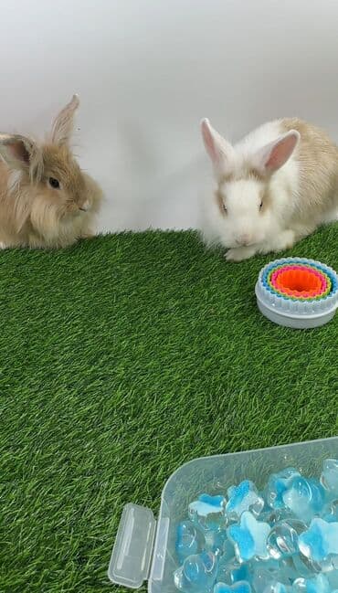 Чычкандар: Пуховые декоративные кролики (lionhead/львиноголовые тип). На фото — — 2