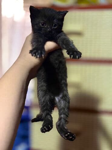 возьму кошку в добрые руки: Отдам полупородистого котика в добрые руки Мама шотландка ) Котик — 2