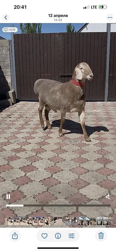 аксессуары для животных: Продаю | Баран (самец) | Для разведения | Племенные — 3