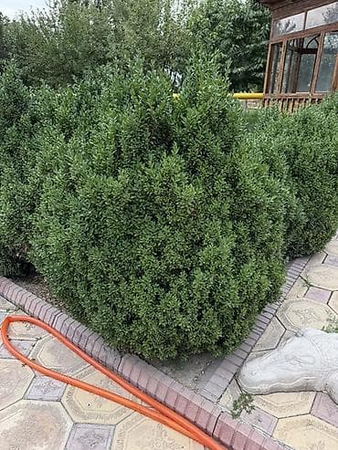 черный яшик: Самшит вечнозелёный (Buxus sempervirens) — взрослые кусты для живой — 8